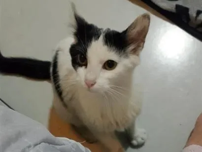 Gato raça SRD-ViraLata idade 2 a 6 meses nome floquinho