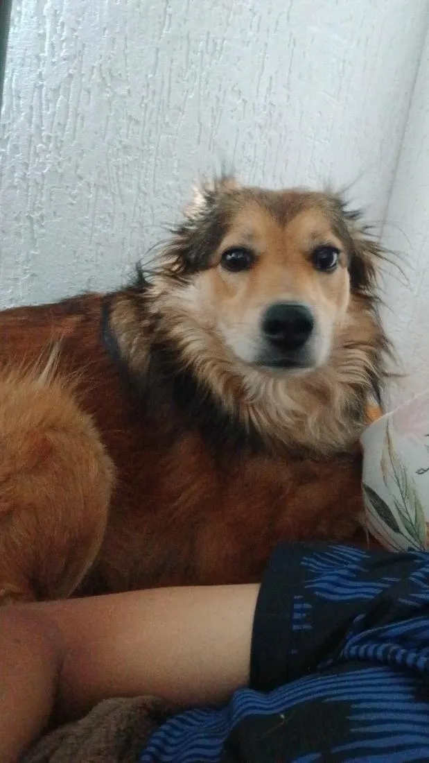 Cachorro raça SRD-ViraLata idade 2 a 6 meses nome Flora