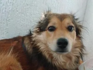 Cachorro raça SRD-ViraLata idade 2 a 6 meses nome Flora