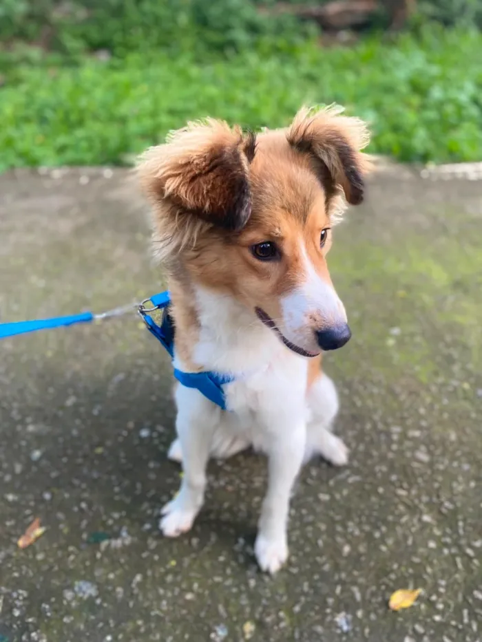 Cachorro raça SRD-ViraLata idade 7 a 11 meses nome Cripto