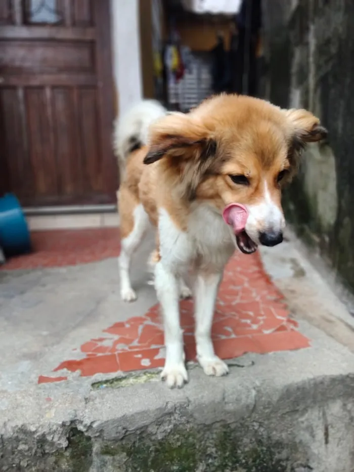 Cachorro raça SRD-ViraLata idade 7 a 11 meses nome Cripto