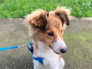 Cachorro raça SRD-ViraLata idade 7 a 11 meses nome Cripto