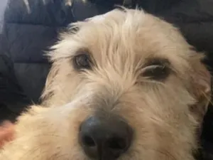 Cachorro raça SRD-ViraLata idade 2 anos nome Frederico
