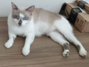 Gato raça SRD-ViraLata idade 6 ou mais anos nome Chica