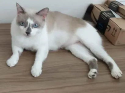 Gato raça SRD-ViraLata idade 6 ou mais anos nome Chica