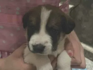 Cachorro raça SRD-ViraLata idade Abaixo de 2 meses nome sem nome