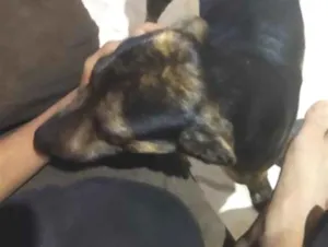 Cachorro raça Basset-Cofap idade 1 ano nome Toby 