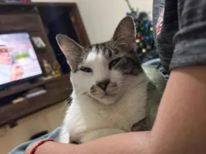 Gato raça SRD-ViraLata idade 6 ou mais anos nome Plankton