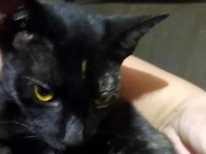 Gato raça SRD-ViraLata idade 2 a 6 meses nome nina