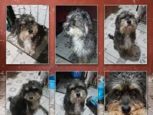 Cachorro raça SRD-ViraLata idade 6 ou mais anos nome Sansão