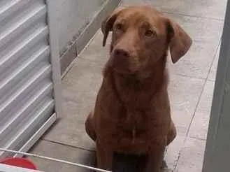 Cachorro raça Labrador idade 1 ano nome Marina 