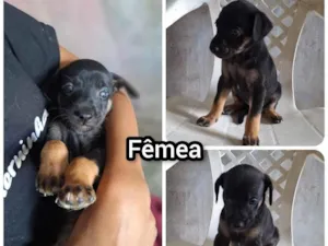 Cachorro raça SRD-ViraLata idade 2 a 6 meses nome GiGi