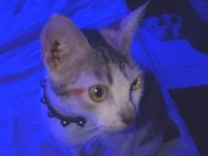 Gato raça SRD-ViraLata idade 7 a 11 meses nome Akira 
