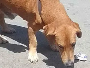 Cachorro raça Basset-Cofap idade 6 ou mais anos nome Maradona 