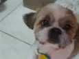Hórus 