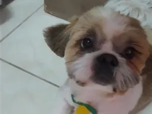 Cachorro raça Shitzu idade 1 ano nome Hórus 