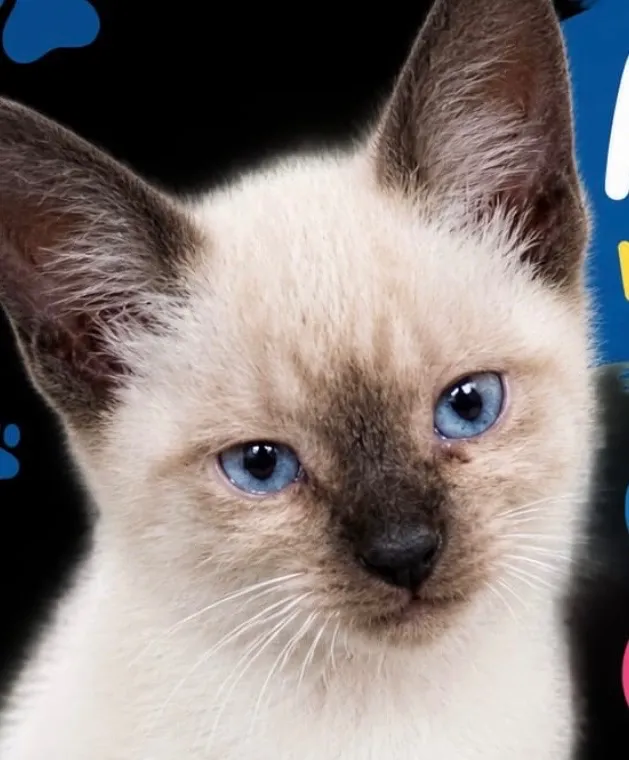 Gato raça Siamês idade 2 a 6 meses nome Floquinho