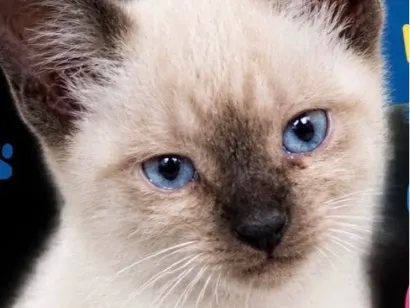 Gato raça Siamês idade 2 a 6 meses nome Floquinho