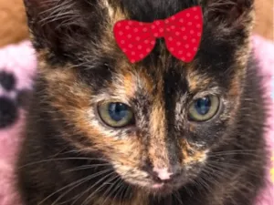 Gato raça SRD-ViraLata idade 2 a 6 meses nome Julie