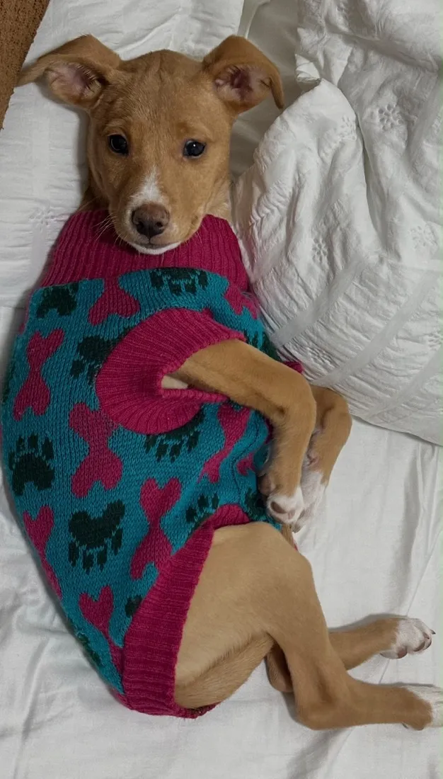 Cachorro raça SRD-ViraLata idade 2 a 6 meses nome Analu