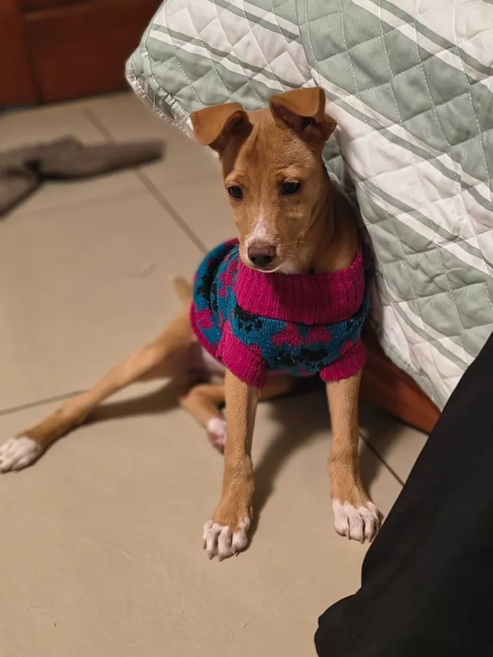 Cachorro raça SRD-ViraLata idade 2 a 6 meses nome Analu