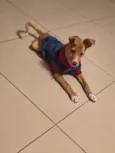 Analu