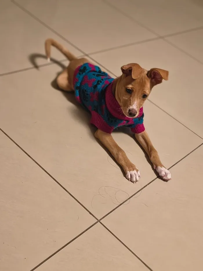 Cachorro raça SRD-ViraLata idade 2 a 6 meses nome Analu