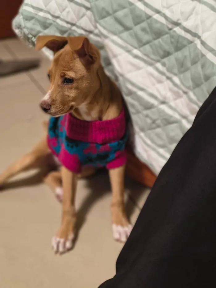 Cachorro raça SRD-ViraLata idade 2 a 6 meses nome Analu