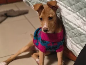 Cachorro raça SRD-ViraLata idade 2 a 6 meses nome Analu