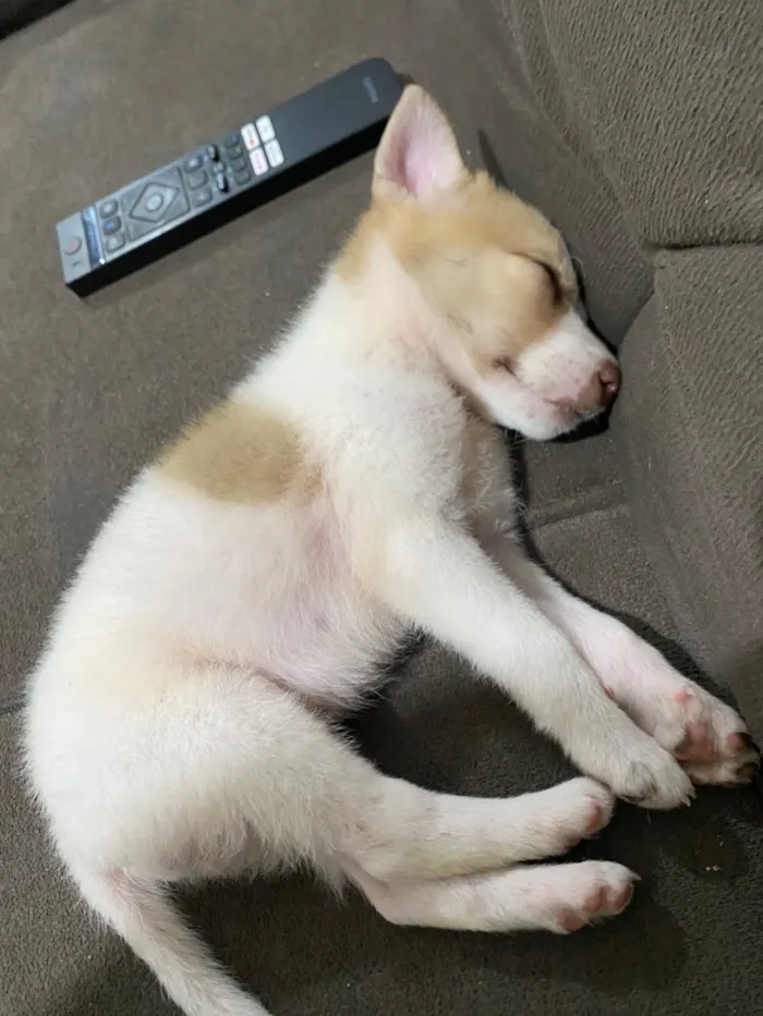 Cachorro raça SRD-ViraLata idade Abaixo de 2 meses nome Malu