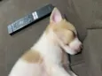 Malu