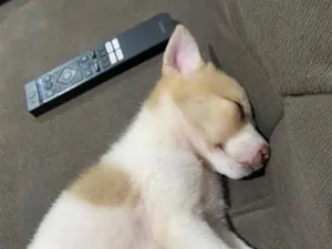 Cachorro raça SRD-ViraLata idade Abaixo de 2 meses nome Malu