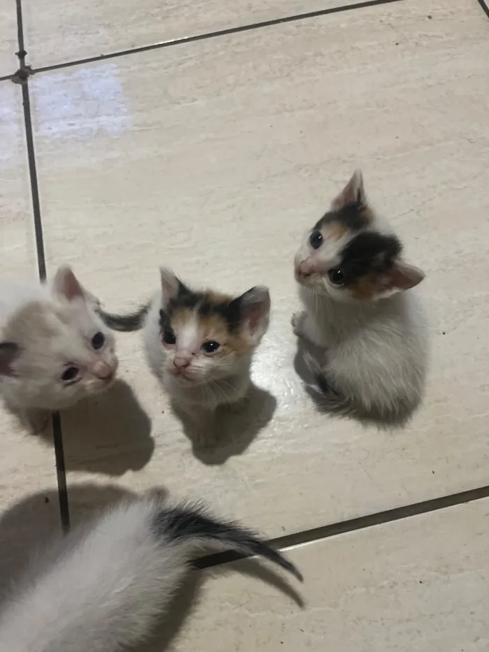 Gato raça SRD-ViraLata idade 2 a 6 meses nome Não tem nome