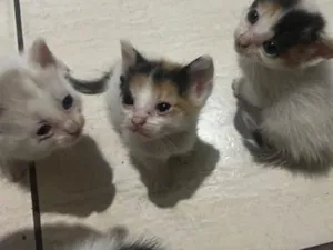 Gato raça SRD-ViraLata idade 2 a 6 meses nome Não tem nome
