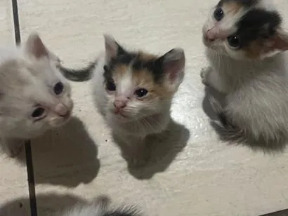 Gato raça SRD-ViraLata idade 2 a 6 meses nome Não tem nome