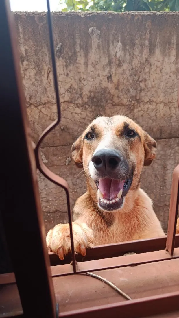 Cachorro raça SRD-ViraLata idade 1 ano nome Maya