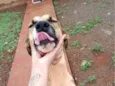 Maya