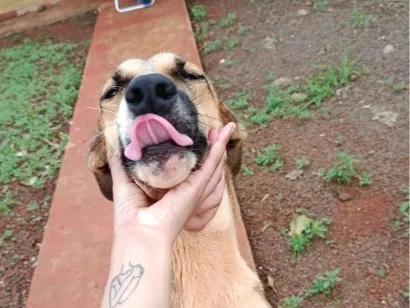 Cachorro raça SRD-ViraLata idade 1 ano nome Maya