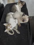 felino