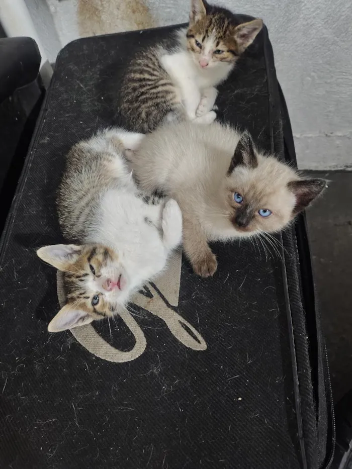 Gato raça SRD-ViraLata idade 2 a 6 meses nome felino