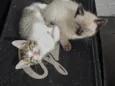 felino