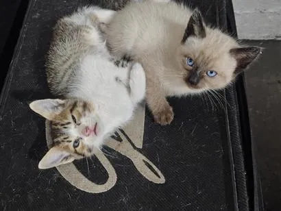 Gato raça SRD-ViraLata idade 2 a 6 meses nome felino