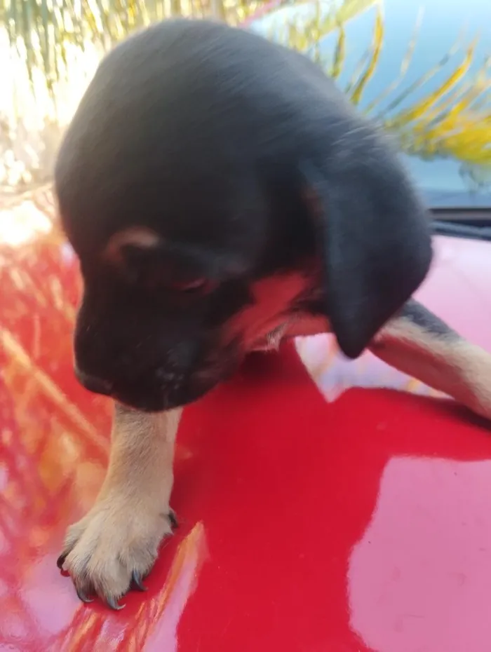 Cachorro raça SRD-ViraLata idade Abaixo de 2 meses nome sem nome 