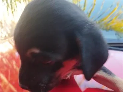 Cachorro raça SRD-ViraLata idade Abaixo de 2 meses nome sem nome 