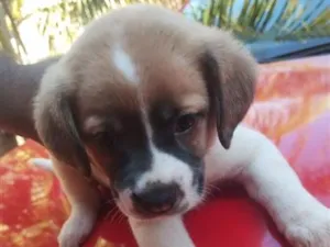 Cachorro raça SRD-ViraLata idade Abaixo de 2 meses nome sem nome