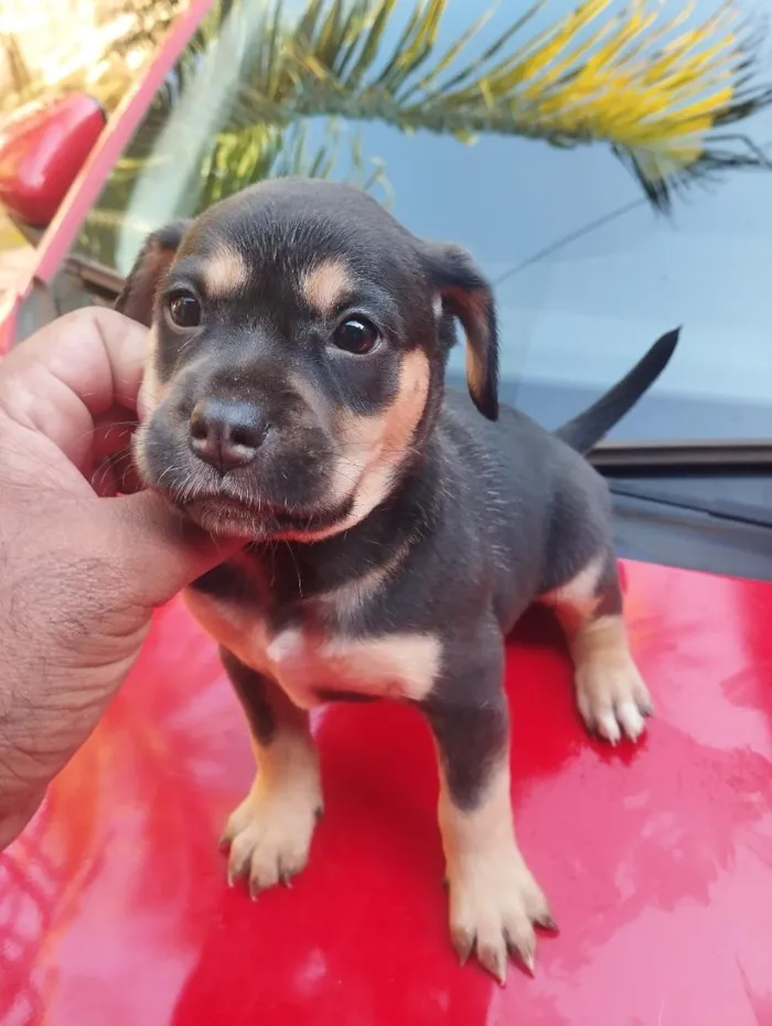 Cachorro raça SRD-ViraLata idade 2 a 6 meses nome sem nome 