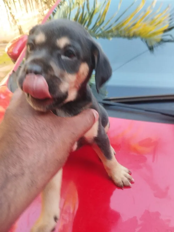 Cachorro raça SRD-ViraLata idade 2 a 6 meses nome sem nome 