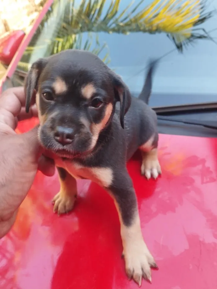 Cachorro raça SRD-ViraLata idade 2 a 6 meses nome sem nome 