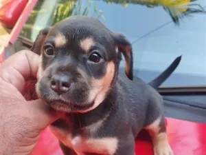Cachorro raça SRD-ViraLata idade 2 a 6 meses nome sem nome 