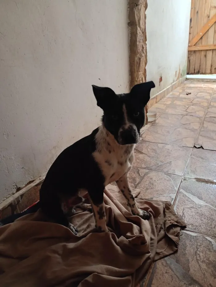 Cachorro raça SRD-ViraLata idade 7 a 11 meses nome thor
